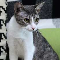 Thumbnail photo of Rice #1