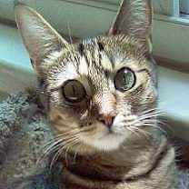 Thumbnail photo of Cricket #1