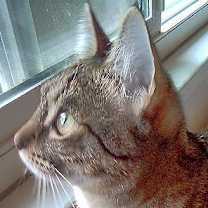 Thumbnail photo of Cricket #2