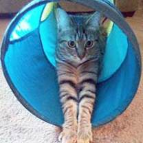 Thumbnail photo of Cricket #3