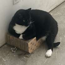 Thumbnail photo of Elvis #3