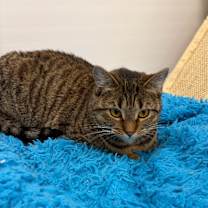 Thumbnail photo of Dakota #1