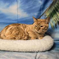 Thumbnail photo of Isla #3