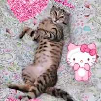 Thumbnail photo of Roxy #1