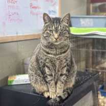 Thumbnail photo of Wesson #3