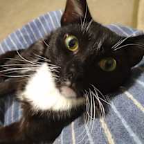 Thumbnail photo of Nicky - Putting on the Ritz #2