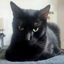 Thumbnail photo of MAGGIE #4