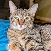 Thumbnail photo of C266 litter Suni lee #1