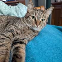 Thumbnail photo of C266 litter Suni lee #2