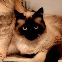 Thumbnail photo of Sassy #4