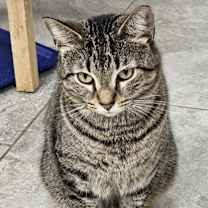 Thumbnail photo of Tigger #2