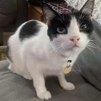 Thumbnail photo of Breyer #1