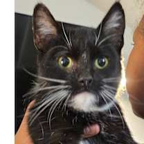 Thumbnail photo of Minerva #1