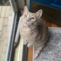 Thumbnail photo of Tawny #2