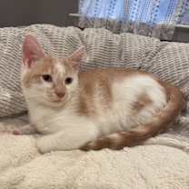 Thumbnail photo of Tito (LE) #3
