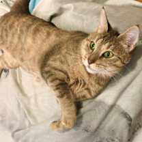 Thumbnail photo of Ember #2