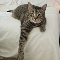 Thumbnail photo of Lous *FEE WAIVED* #4