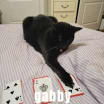 Thumbnail photo of Gabby and Misty #2