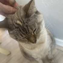 Thumbnail photo of Macy #4