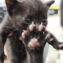 Thumbnail photo of Corky #1