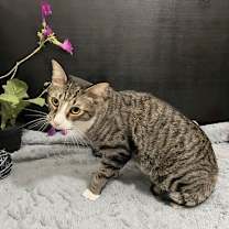 Thumbnail photo of Bailey #3