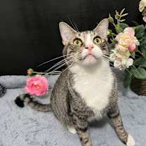 Thumbnail photo of Bailey #4