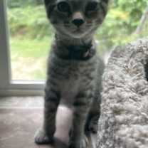 Thumbnail photo of Schroeder #2
