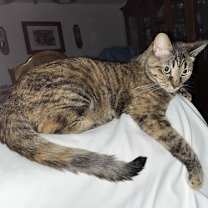 Thumbnail photo of Tigger #1