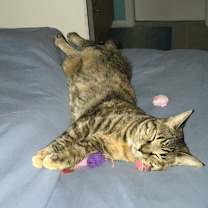 Thumbnail photo of Tigger #2