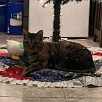 Thumbnail photo of Tigger #3
