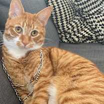 Thumbnail photo of Frank #2