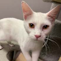 Thumbnail photo of Chena #2