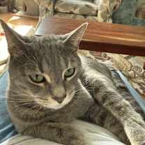 Thumbnail photo of Mr. Meow #1
