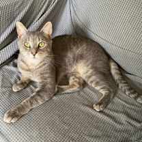 Thumbnail photo of Mr. Meow #2