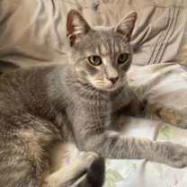 Thumbnail photo of Mr. Meow #3