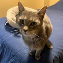 Thumbnail photo of Mr. Meow #4
