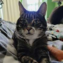 Thumbnail photo of Bentley #1