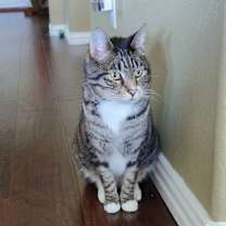 Thumbnail photo of Bentley #2