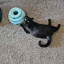 Thumbnail photo of Walter and wasabi (bonded brothers) #2