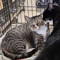 Thumbnail photo of Bootsie #4