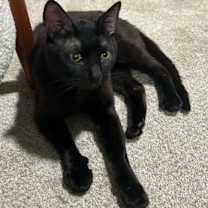 Thumbnail photo of Mewcauly #1