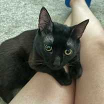 Thumbnail photo of Mewcauly #3