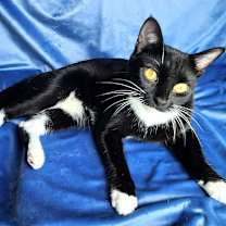 Thumbnail photo of KITTY WENDELL #2