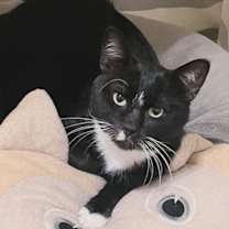 Thumbnail photo of Tom #lap-cat #1