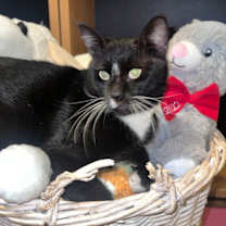 Thumbnail photo of Tom #lap-cat #2