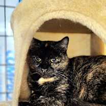 adopt-pet
