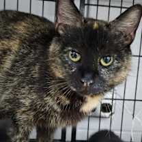 Thumbnail photo of Sundae #2