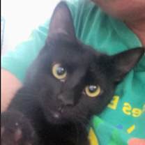 Thumbnail photo of Gretel #cute-mini-panther #1
