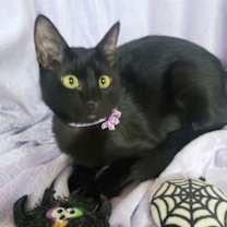 Thumbnail photo of Gretel #cute-mini-panther #2