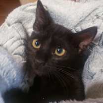 Thumbnail photo of Gretel #cute-mini-panther #3